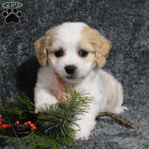 Hadley, Cavachon Puppy